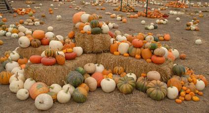 Then, using your best detective skills fill in a title for each paragraph which accurately describes the MAIN IDEA of the paragraph. Over the years, pumpkins have had a variety of uses.