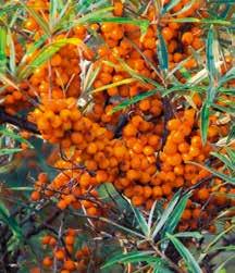The brightly coloured berries that grow on its prickly bushes really pack a punch.