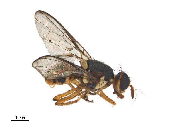 Otara Facialis Fruit Fly 2019 Frequently Asked Questions (FAQ) As at 19 February 2019 General information about Bactrocera facialis fruit fly the Facialis Fruit Fly What is a facialis fruit fly?