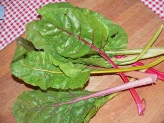 Swiss Chard Swiss chard was praised by the ancient Greeks and Romans for its medicinal properties but was given its scientific name by a Swiss botanist in the 19th century.