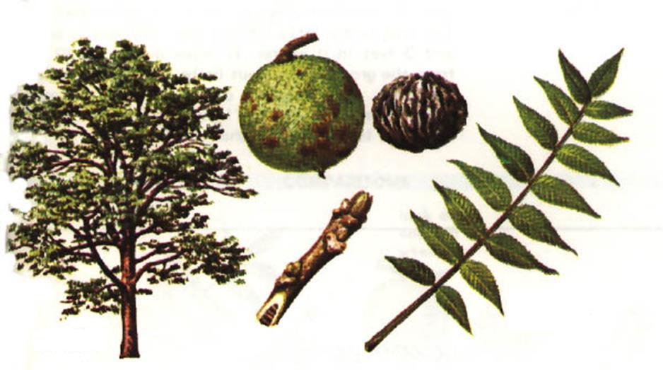 Figure 1.2 Identifying characteristics of black walnut, Juglans nigra L.