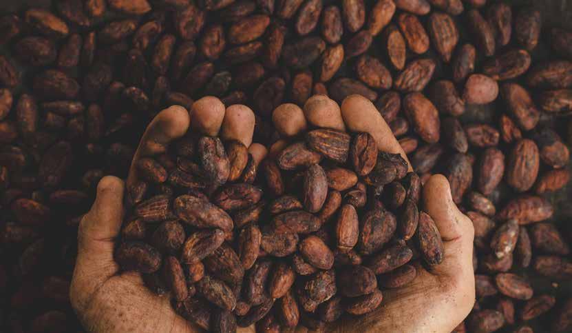 World grindings (processing) of cocoa beans are estimated at 4.3 million tons in 2017. The Netherlands is one of the largest processors of cocoa beans, holding approximately 12.
