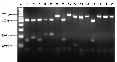 117B; lane 38, 84; lane 41, 110A. M: 1-kb DNA ladder.