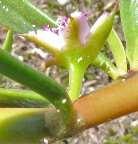 Purslane [Little Hog Weed] Portulaca oleracea