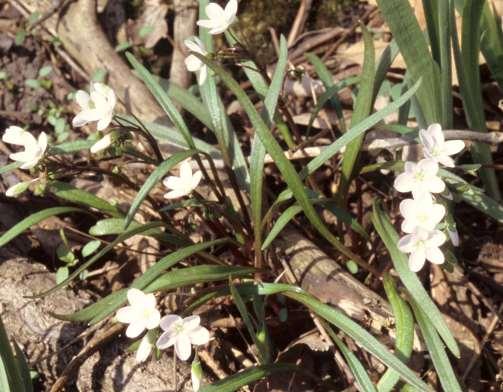 [Virginia] Spring-Beauty Claytonia