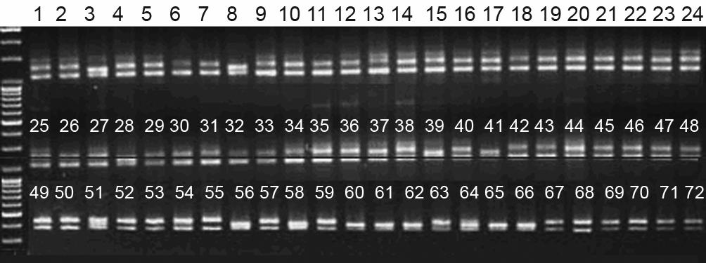 46 INDIAN J BIOTECHNOL, JANUARY 2010 Fig. 1 Gel photograph of 72 Perilla frutescens var. frutescens accessions obtained with primer KWPE 19. Fig. 2 Neighborhood-joining (NJ) tree based on Manhattan distances in 72 Perilla landraces obtained by analysis of STMS polymorphism.