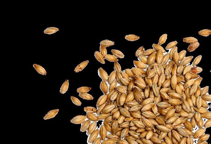 CEREAL GRAINS Barley, flour, malt, or puffed Barley is a versatile grain with a rich, nut-like flavor. Its appearance is light in color and it has an appealing chewy consistency.