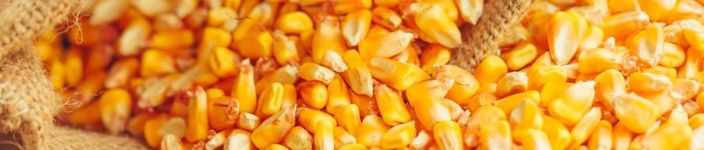 Corn, Yellow White corn is a variety of corn high in starch, fiber, and vitamin content. Its kernels are succulent and sweet, similar to yellow corn.