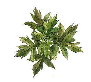 INCI NAME: Artemisia Princeps Leaf Extract PLANT STORY: JAPANESE MUGWORT LEAF Artemisia princeps, also called Japanese mugwort, is a perennial plant growing in East Asia.