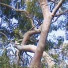 N, I, S. (AK) Grey Gum (Eucalyptus punctata) Beautiful gum with matt steel-grey bark with patches of pink, orange or cream.