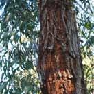 (AK) Red Bloodwood (Corymbia gummifera) Tree with rough scaly brown bark on all limbs.