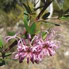 06 Tall Shrubs over 3m Medium Shrubs 1.5 3m 07 Pink Spider Flower (Grevillea sericea) Rounded shrub.