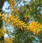 To 4m. S, H. (JH) Prickly Moses (Acacia ulicifolia) Wiry rounded shrub with small fine prickly foliage.