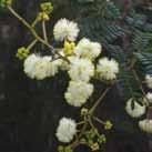 Sh, N, I, Bu. (JH) Hair-pin Banksia (Banksia spinulosa) Rounded shrub.