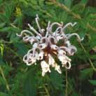 Grey Spider Flower (Grevillea buxifolia) Erect shrub, small stiff hairy grey leaves.