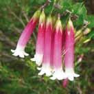 Flowers mostly bright pink (can be white, pale or deep pink). Spring- Summer. Sun/part shade. Moist sandy soil.