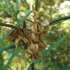 (LP) Rusty Petals (Lasiopetalum ferrugineum) Small erect shrub with dense rusty hairs beneath dark green