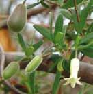 (JH) Native Grape (Cissus hypoglauca) Vigorous woody vine with large waxy dark green leaflets.
