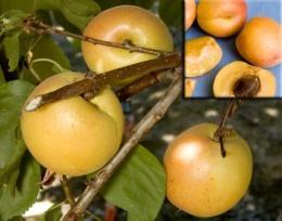 Nothing compares to homegrown, tree-ripened fruit, and fruit trees are one of our specialties! We carry early, mid-season, and late season varieties in each fruit category.