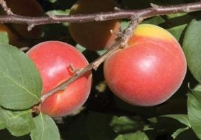Dave Wilson Nursery COT-N-CANDY APRIUM White fleshed apricot-plum hybrid. Medium sized with incredible flavor, very sweet and juicy. Chilling <400 Mid-July FLAVOR DELIGHT APRIUM Apricot plum hybrid.