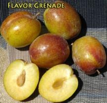 FLAVOR GRENADE PLUOT Plum apricot hybrid. Elongated green fruit with a red blush.