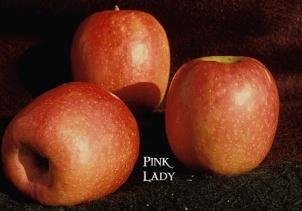 PINK LADY New introduction from Western Australia.