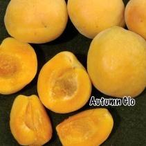 Chilling < 300-400 Late Oct APRICOTS AUTUMN GLO Medium to large oval shaped fruit.