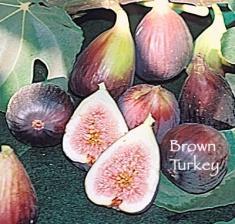 BROWN TURKEY Large brown skinned fruit with pink flesh. Sweet rich flavor, used fresh.
