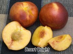 Extremely sweet, apple-like flavor. Plant is spiny, but fruit is worth it. Drought tolerant.