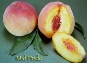 Chilling <100-200 Mid June MAY PRIDE Very early ripening peach.