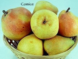 DOMESTIC & ASIAN PEARS COMICE Popular gift pack pear.