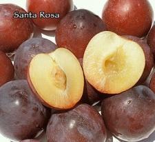 Chilling <300 Late July SANTA ROSA Most popular plum in CA.