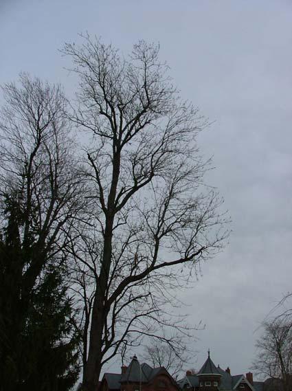 A topped tree that responded to topping with many resprouted branches along the stem, as