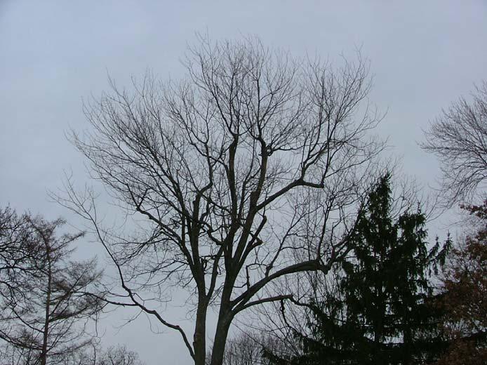 A topped tree that can be pruned to improve its form. The damage from topping is not severe.