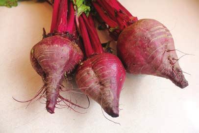 BEET ROOTS The root may be peeled, steamed and then eaten warm with butter as a delicacy; cooked, pickled and then eaten cold as a condiment; or peeled, shredded raw, and then eaten as a salad.