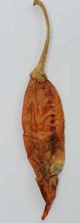 Whole dried chilli peppers must be free from disease (caused by fungi, bacteria or viruses), physiological disorders or