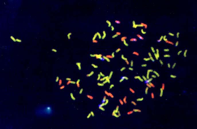 Modern cultivar chromosome complement