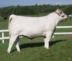 Purchased by McLeod Livestock.