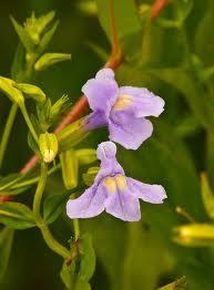 ringens Monkey Flower Wet, Moist wil tolerate most conditions