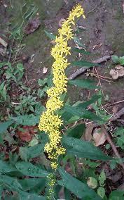Solidago caesia Wreath Goldenrod Most soil part to Fall