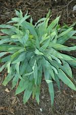 Carex plantaginea Plantain-leaf Sedge Moist,