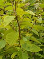 Aronia melanocarpa (shrub) Asimina triloba Pawpaw