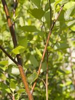 Betula populifolia Gray Birch dry, sterile, sandy or