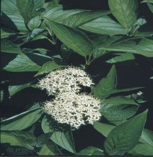 Cornus racemosa Gray Dogwood (shrub) Damp to relatively dry