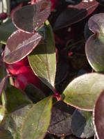 Diervilla lonicera Bush Honeysuckle (shrub) dry part to