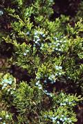 acidic (will tolerate moist) Fall -Winter Juniperus virginiana