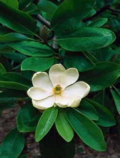 (vine) - Fall Magnolia virginiana Sweetbay Magnolia