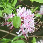 light Rhododendron viscosum Stickybud Azalea