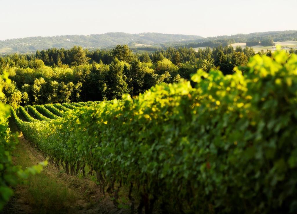 WHAT S OREGON WINE MONTH? Since 2012, the Oregon wine industry has celebrated Oregon Wine Month annually in May.