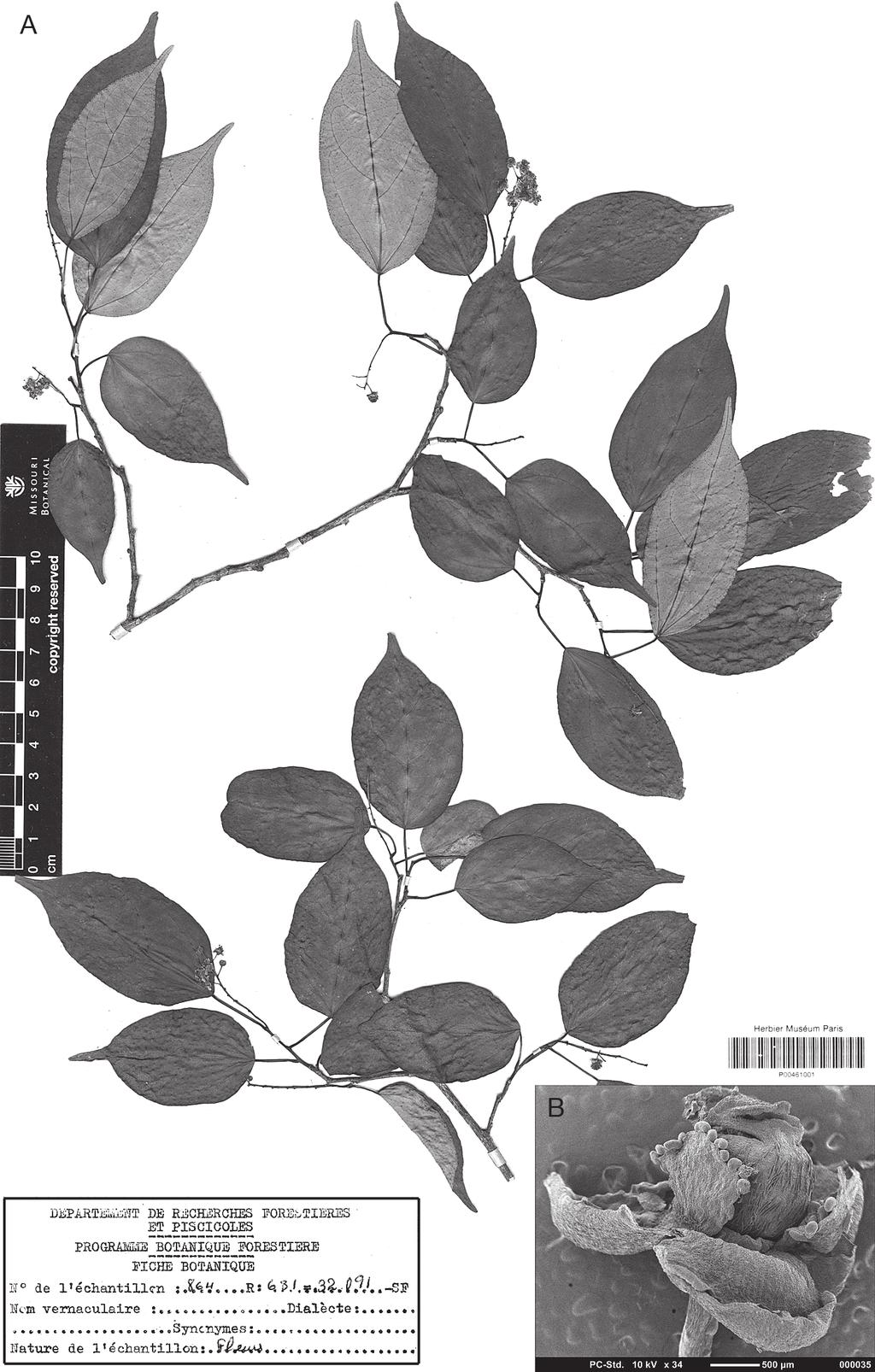 A new species of Pantadenia (Euphorbiaceae) from Madagascar Fig. 1. Pantadenia gervaisii R.Rabev.